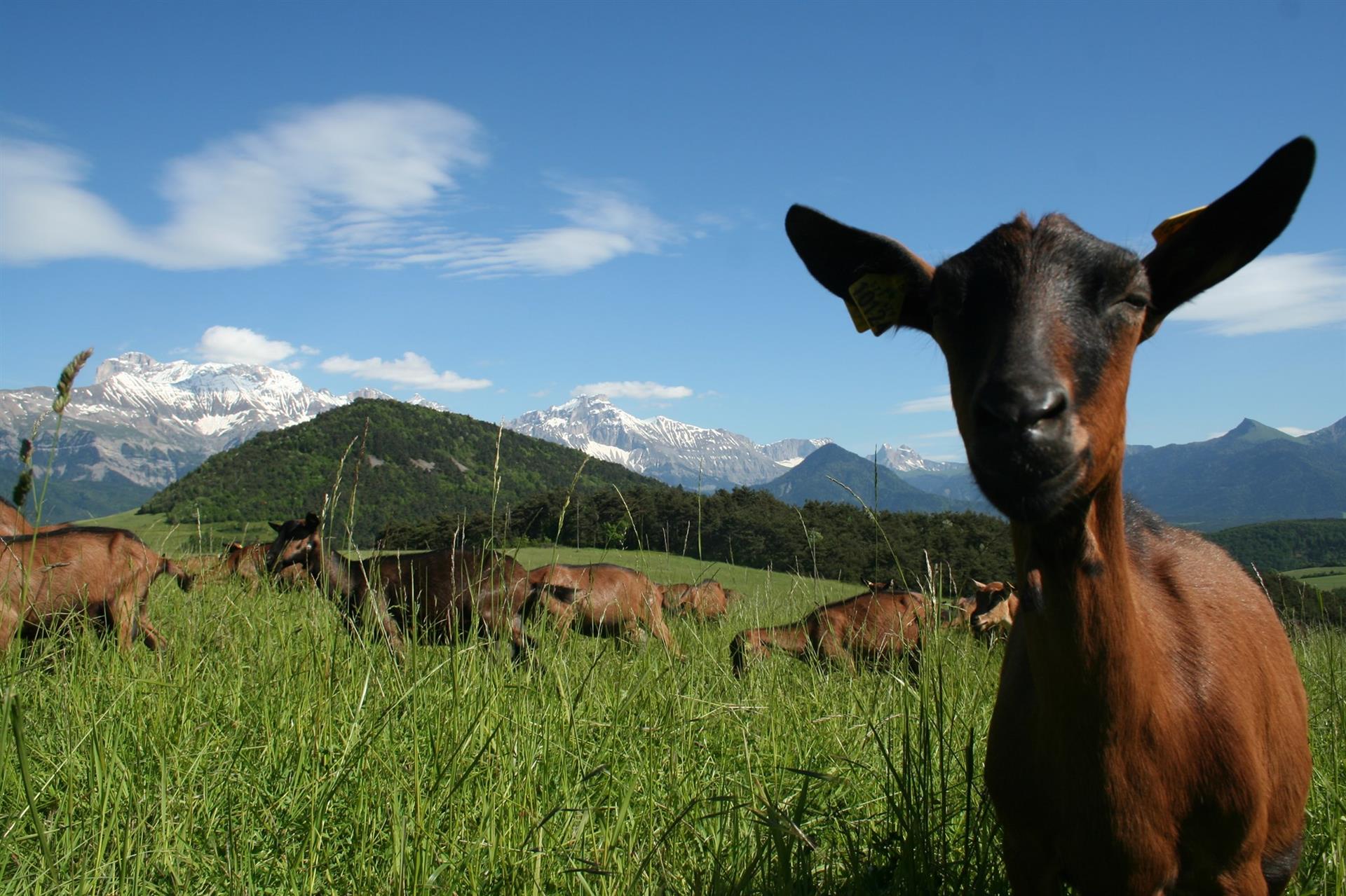 La ferme du clôt - Formage de chèvre La ferme du clôt - Formage de chèvre