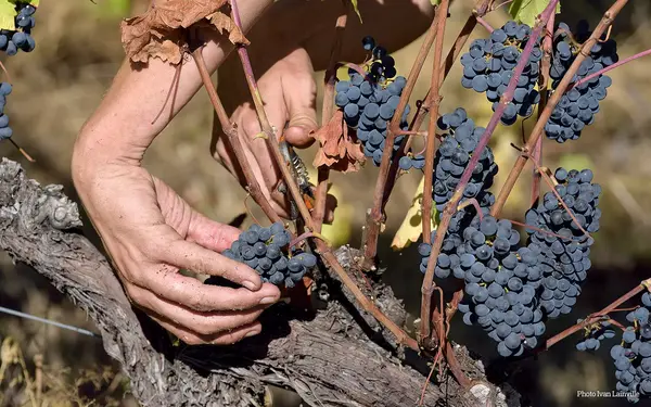 Domaine du Maupas