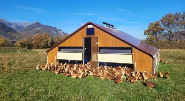 La colline aux oiseaux - Oeufs